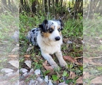 Small Photo #1 Miniature Australian Shepherd Puppy For Sale in MIDDLEBURG, FL, USA