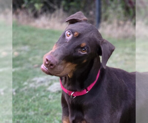 Medium Photo #2 Doberman Pinscher Puppy For Sale in Social Circle, GA, USA