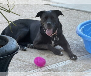 TENNIS - Female American Pit Bull Terrier-Labrador Retriever Mix Dog for Adoption - Photo #5