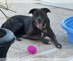 Small #4 American Pit Bull Terrier-Labrador Retriever Mix