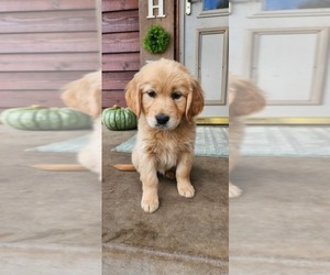 Golden Retriever Puppy for sale in SWANVILLE, MN, USA