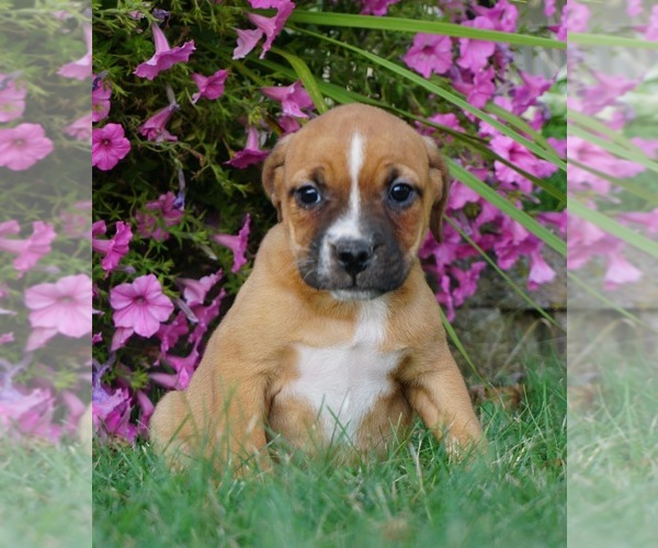 Medium Photo #1 Beagle-English Bulldog Mix Puppy For Sale in NAPPANEE, IN, USA