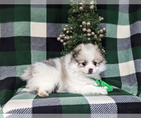 Medium Photo #3 Cavapoo Puppy For Sale in CHRISTIANA, PA, USA