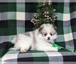 Small Photo #3 Cavapoo Puppy For Sale in CHRISTIANA, PA, USA
