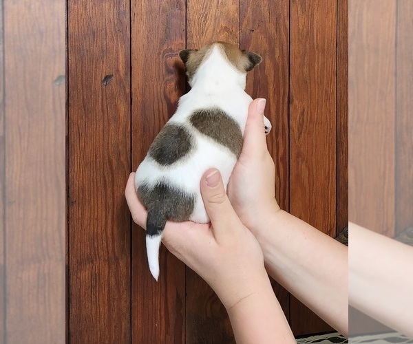 Medium Photo #4 Chihuahua Puppy For Sale in MOUNT AIRY, NC, USA