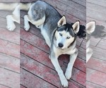 Small Photo #1 Siberian Husky Puppy For Sale in ROUND LAKE, IL, USA