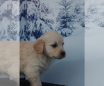 Small Photo #9 Golden Retriever Puppy For Sale in WIRTZ, VA, USA
