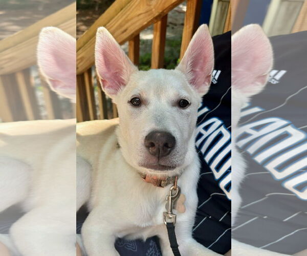 Medium Photo #10 Huskies -Unknown Mix Puppy For Sale in Holly Springs, NC, USA