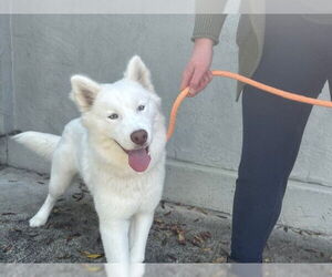 Alaskan Malamute Dogs for adoption in Santa Rosa, CA, USA