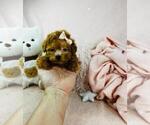 Small #28 Poodle (Toy)