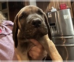 Small Photo #4 Great Dane Puppy For Sale in CLANTON, AL, USA