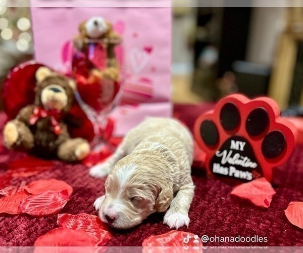 Medium Photo #14 Goldendoodle (Miniature) Puppy For Sale in HALTOM CITY, TX, USA