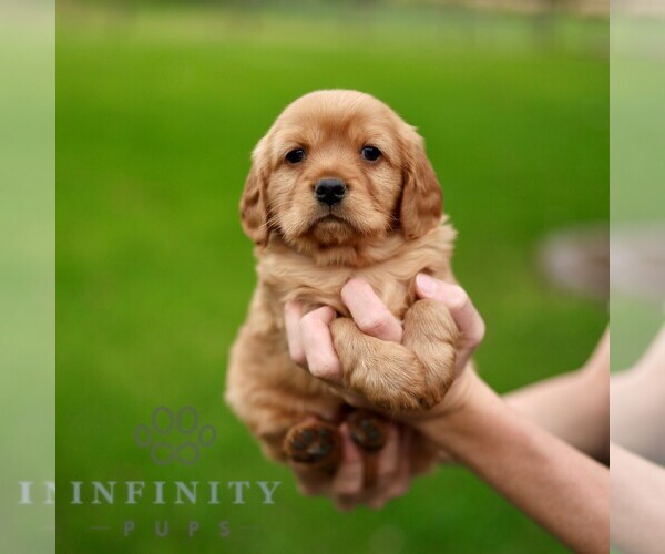 Medium Photo #4 Golden Retriever Puppy For Sale in STRASBURG, PA, USA