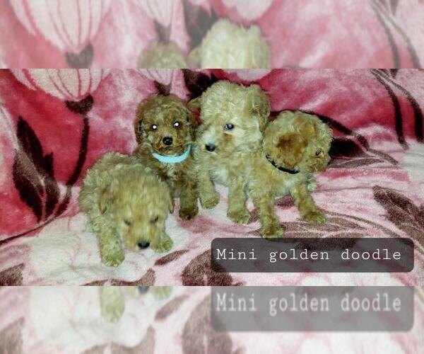 Medium Photo #24 Goldendoodle (Miniature) Puppy For Sale in DETROIT, MI, USA