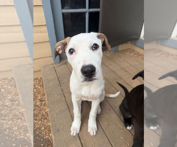 Medium Photo #1 Mutt Puppy For Sale in Fort Collins, CO, USA