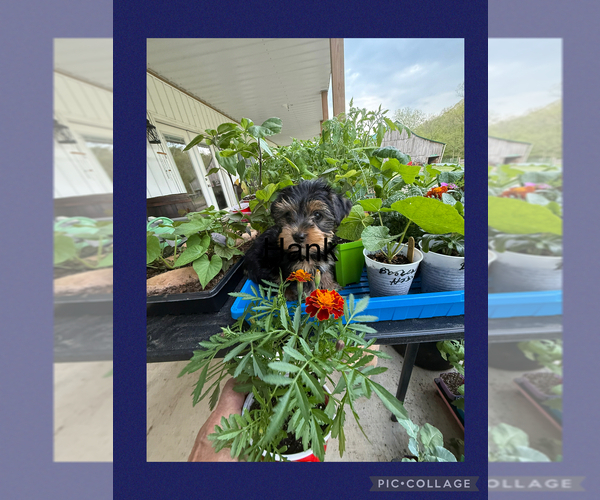 Medium Photo #5 Yorkshire Terrier Puppy For Sale in BENNINGTON, IN, USA