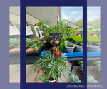 Small #4 Yorkshire Terrier