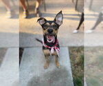 Small #5 Miniature Pinscher-Whippet Mix