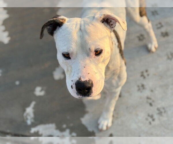 Medium Photo #1 Mutt Puppy For Sale in Tulsa, OK, USA