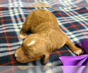 Goldendoodle (Miniature) Puppy for sale in ROY, UT, USA