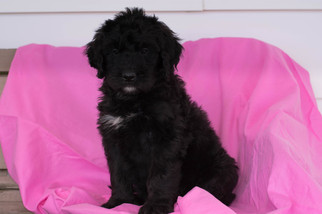 Bernedoodle Puppy for sale in LEETONIA, OH, USA
