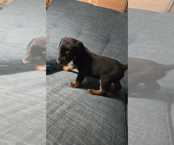 Medium Photo #20 Rottweiler Puppy For Sale in BRADFORD, NY, USA