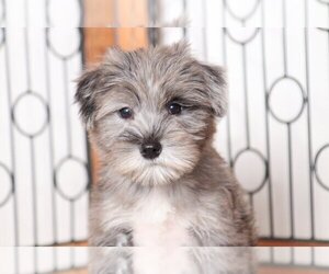 Snorkie Puppy for sale in NAPLES, FL, USA