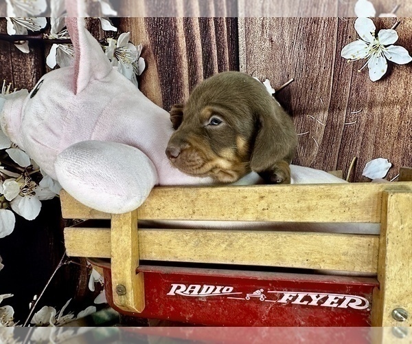 Medium Photo #6 Dachshund Puppy For Sale in CASSVILLE, MO, USA