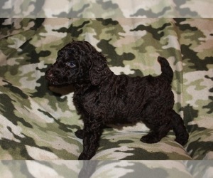 Poodle (Standard) Puppy for sale in COOKEVILLE, TN, USA