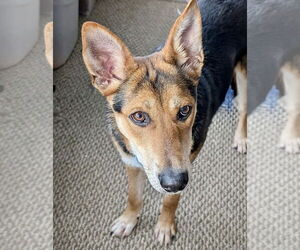 Mutt Dogs for adoption in Omaha, NE, USA