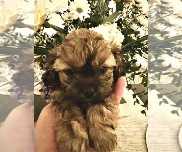 Medium Photo #2 ShihPoo Puppy For Sale in ANDERSON, SC, USA
