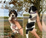 Puppy Maggies Purple Beagle