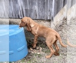 Small Photo #3 Bloodhound Puppy For Sale in JOPLIN, MO, USA