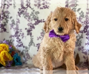 Goldendoodle Puppy for sale in LANCASTER, PA, USA