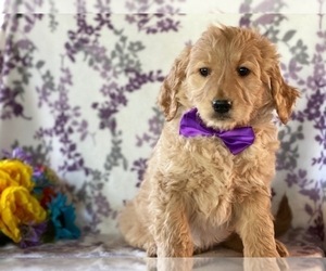 Medium Goldendoodle