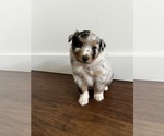 Puppy Puppy 1 Australian Shepherd