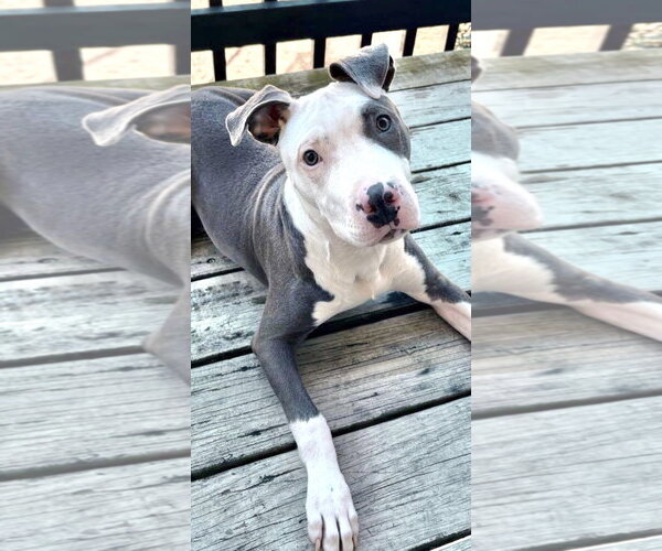 Medium Photo #3 American Pit Bull Terrier-Unknown Mix Puppy For Sale in Oakhurst, NJ, USA