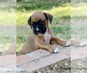 Boxer Dogs for adoption in Lake Elsinore, CA, USA