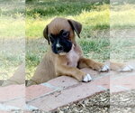 Small Boxer