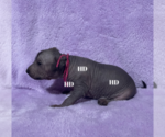 Small Photo #6 Xoloitzcuintli (Mexican Hairless) Puppy For Sale in BRIDGEVILLE, CA, USA