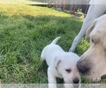 Small Photo #18 Labrador Retriever Puppy For Sale in VANCOUVER, WA, USA