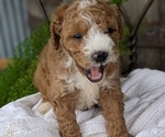 Small Photo #55 Cavapoo Puppy For Sale in GOSHEN, IN, USA