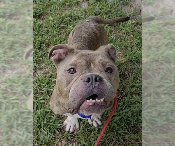 Medium Photo #1 American Staffordshire Terrier Puppy For Sale in Fort Lauderdale, FL, USA