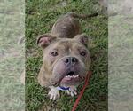 Small American Staffordshire Terrier