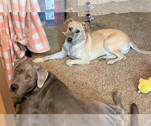 Labrador Retriever-Unknown Mix Dogs for adoption in Buffalo, MN, USA