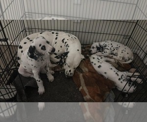 Dalmatian Puppy for sale in MEDINA, OH, USA