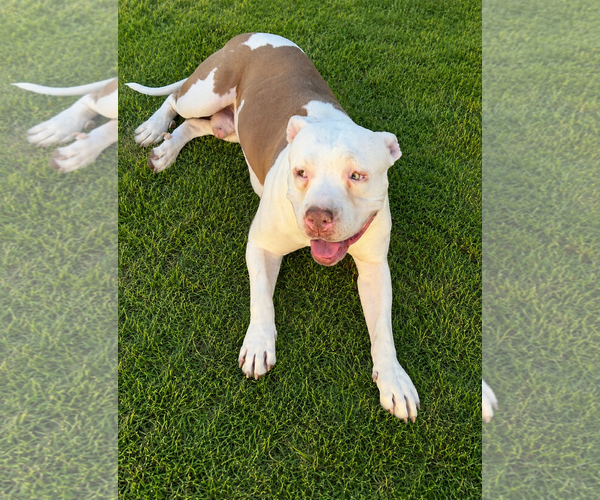 Medium Photo #1 Olde Bulldog Puppy For Sale in Chandler, AZ, USA