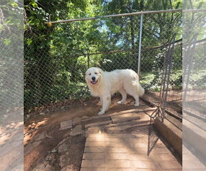 Clyde - Male Great Pyrenees-Unknown Mix Dog for Adoption - Photo #2