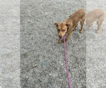 Small #7 Catahoula Leopard Dog