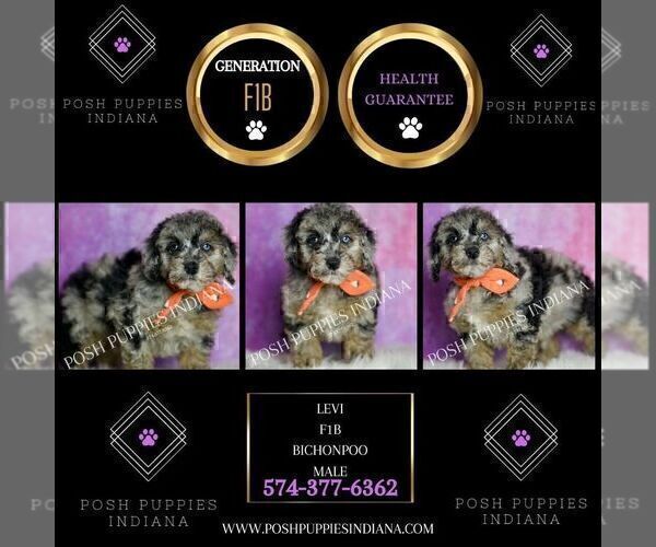 Medium Photo #2 Poodle (Miniature) Puppy For Sale in WARSAW, IN, USA